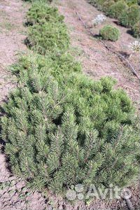 Живая елка оптом и в розницу с доставкой