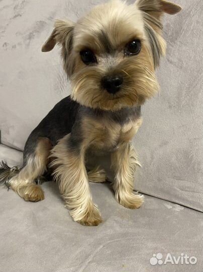 Йоркширский терьер вязка