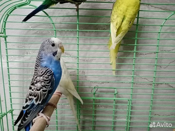 Попугайчики волнистые в любимцы