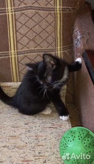 Котята в поиске дома