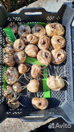 Рябчик императорский