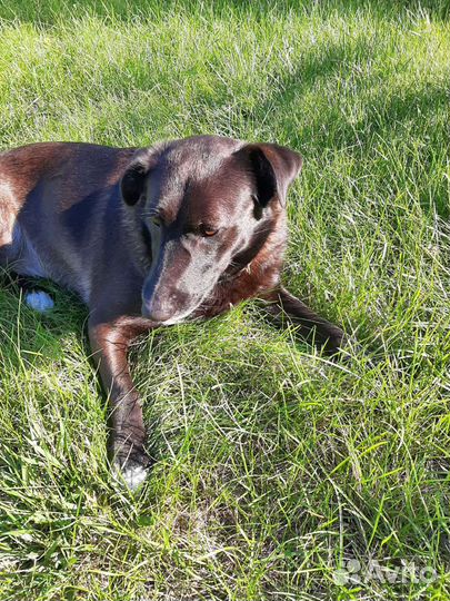 Ищем дом для молодой собаки