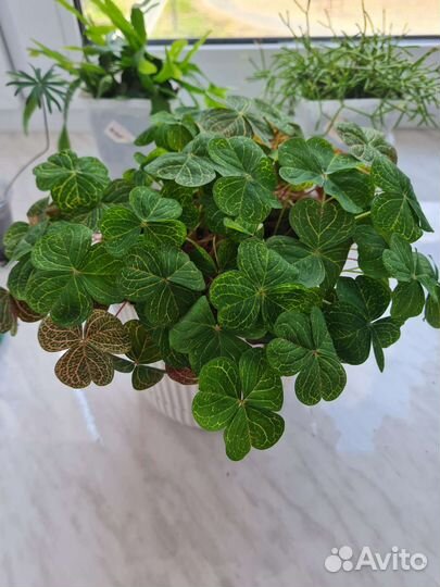 Сортовой Мартианский оксалис- Кислица