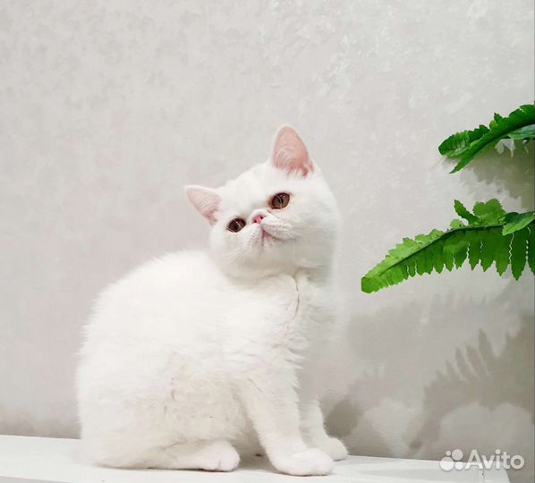 Шикарная кошка экзот