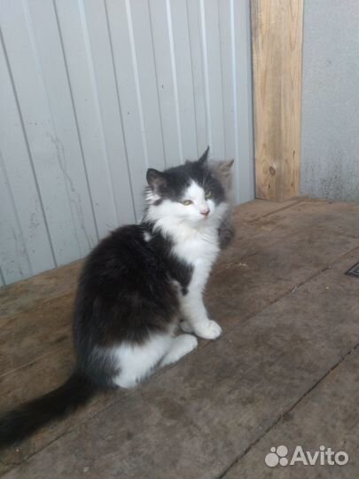 Кошка подросток