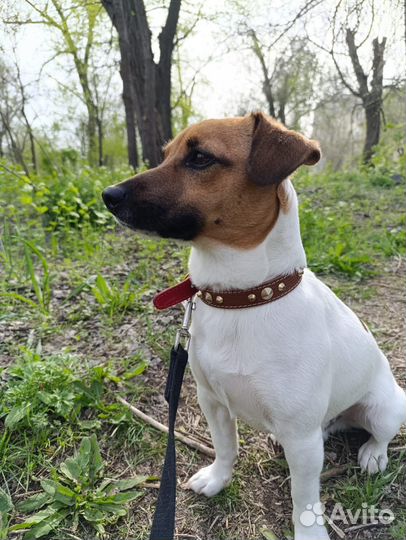 Вязка собак джек рассел