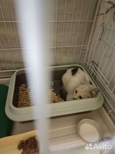 Котёнок подросток девочка в добрые руки