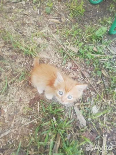 Рыжий котенок мальчик