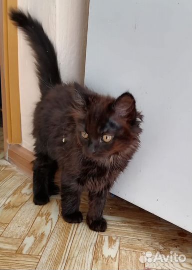 Котята мальчики 2 мес