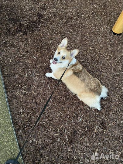 Передержка для собак