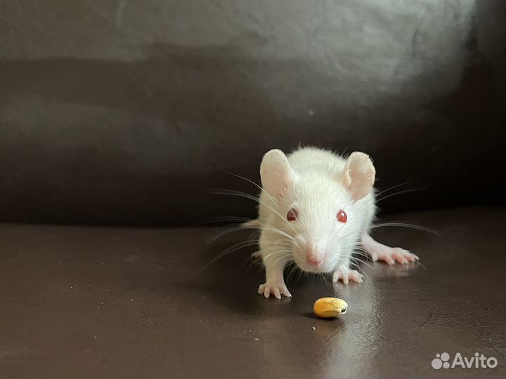 Крыса дамбо