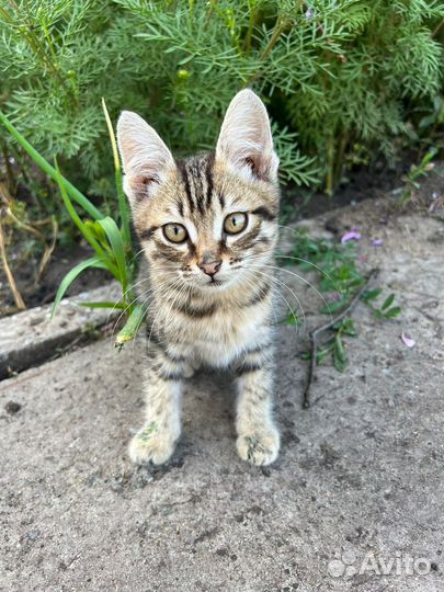 Европейская