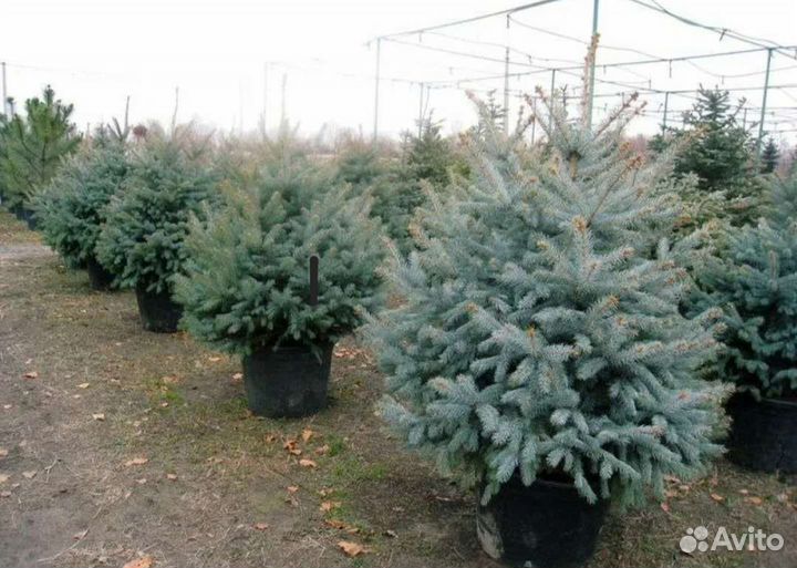 Ель Голубая