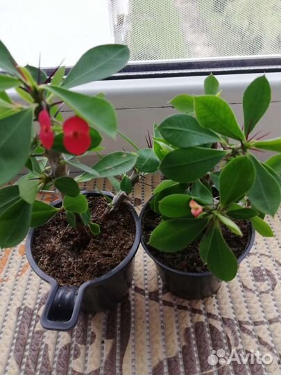 Молочай миля