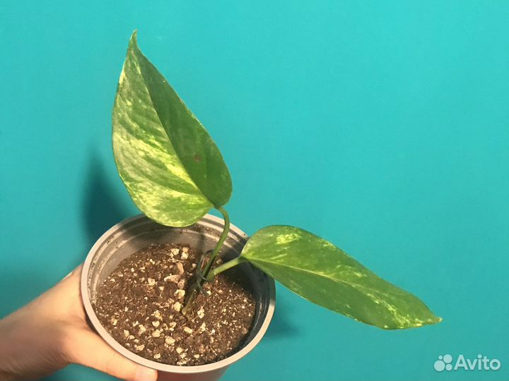 Эпипремнум Голден дрэгон Golden Dragon и другие