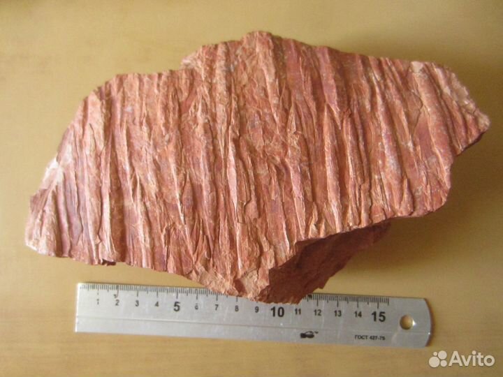 Окаменелость Окаменелое дерево. Кордаит