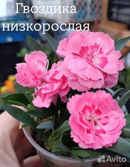 Рассада цветов