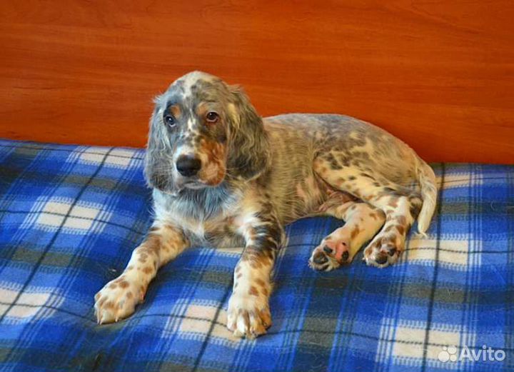 Английский сеттер