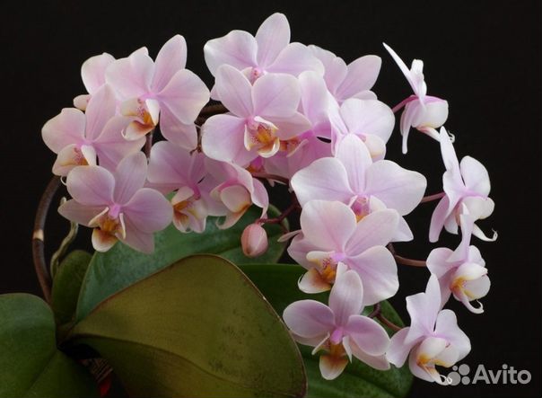 Орхидея Phal. Pinlong Cheris