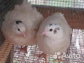 Перепела +клетки