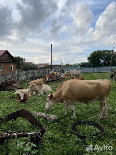 Бычок 1,6 г и телки 1,3-1,4 г