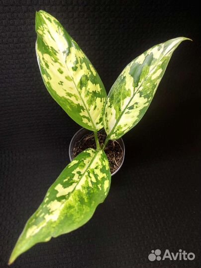 Диффенбахия Аврора (Индонезия)