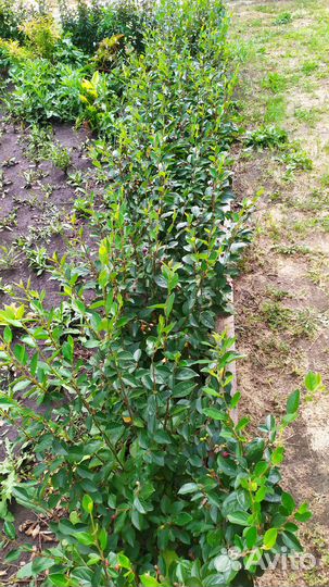 Кизильник блестящий