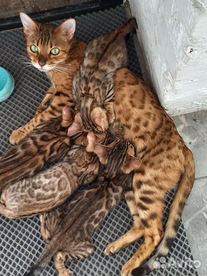 Бенгальские котята чистокровные