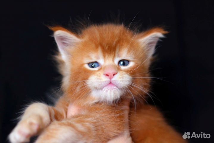 Мейн-кун шикарный котенок Яркое солнышко,питомник