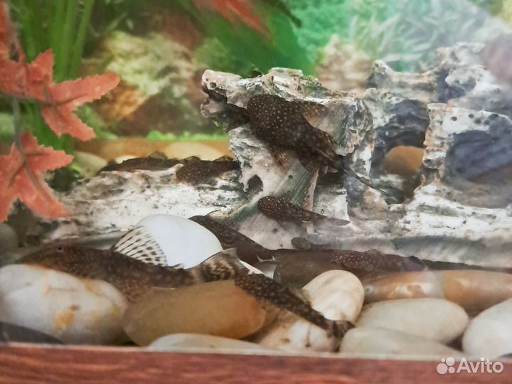 Сомики анциструсы