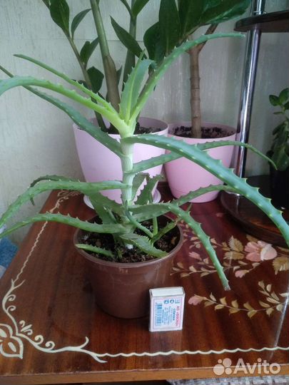 Комнатные растения