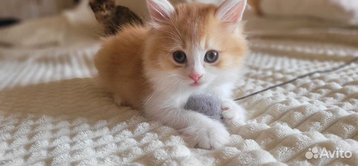 Шотландские прямоухие котята