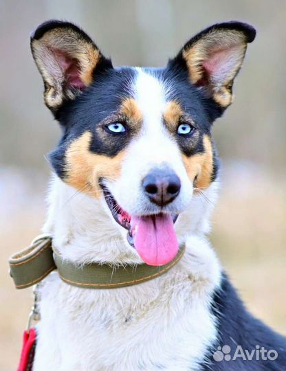 Спасите Фриду