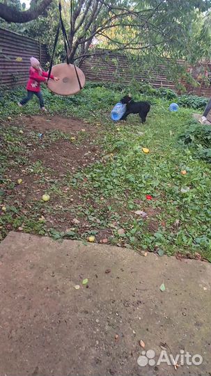 Передержка собак в частном доме