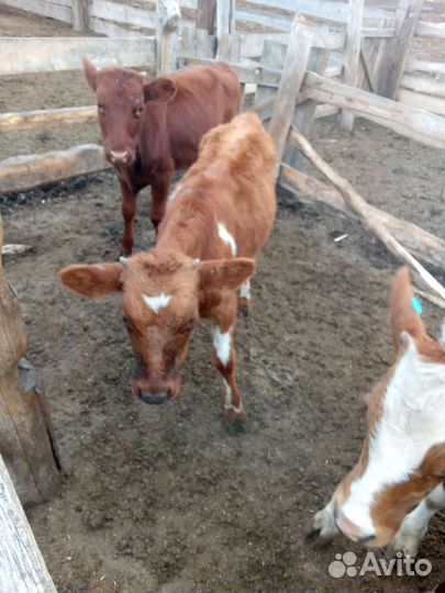 С/х животные