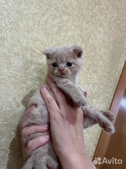 Котята Шотландские