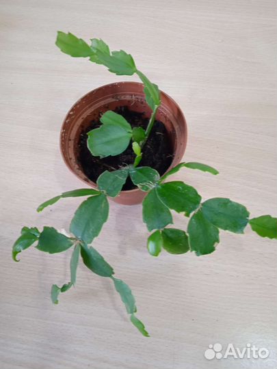 Комнатные цветы декабрист