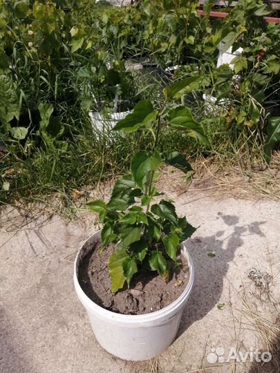 Робиния шелковица инжир