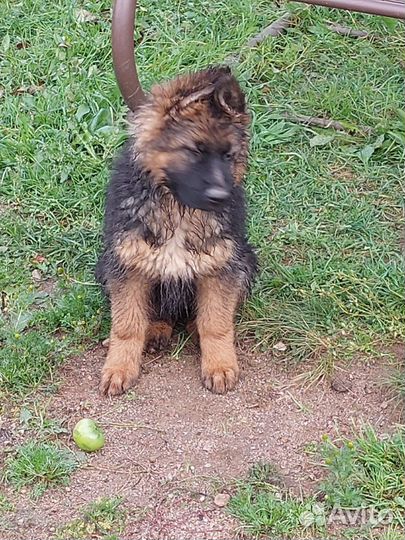 Немецкая длинношерстная овчарка