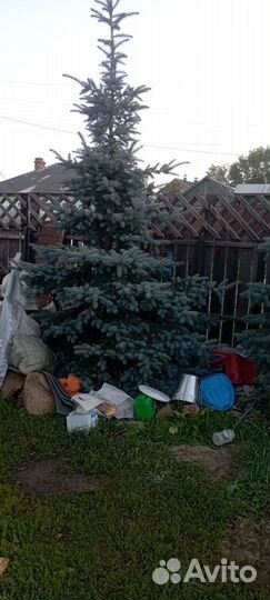 Ель голубая