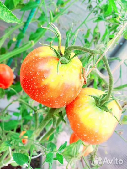 Семена томатов Буденовка