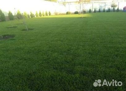 Укладка Рулонного газона