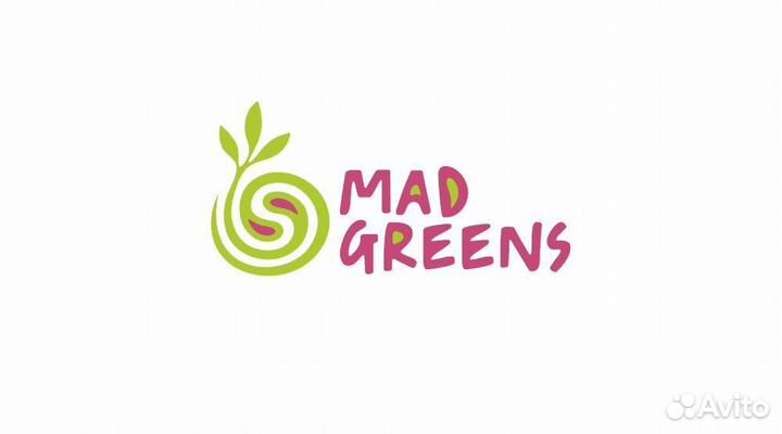 Микрозелень Кинза (кориандр)