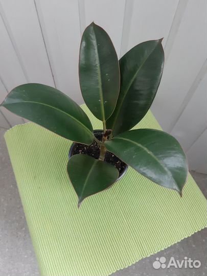 Фикус эластика каучуконосный