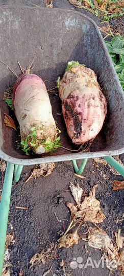 Свёкла сорт Лада для посадки на семена и на корм