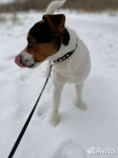 Вязка джек Рассел терьер