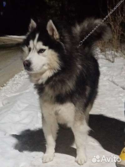 Вязка Сибирский хаски