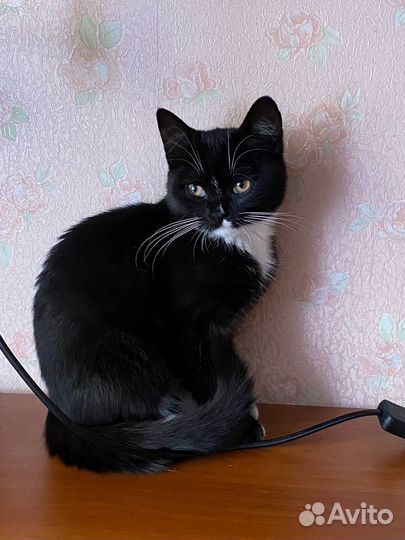 Кошка в дар