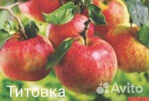 Саженцы Яблони с зкс и окс