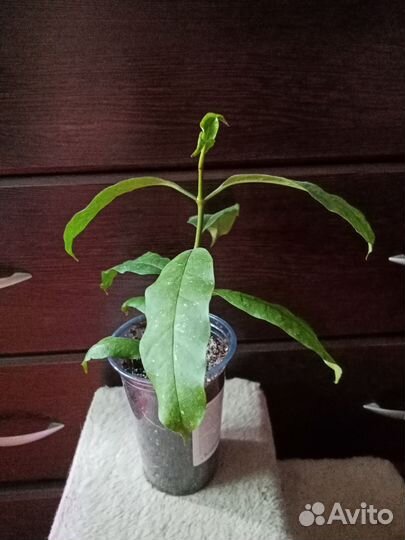 Хойя мультифлора